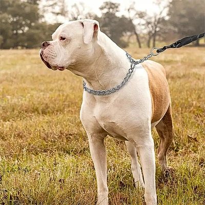 collier-etrangleur-chien-bulldog