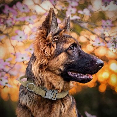collier-pour-chien-tissu