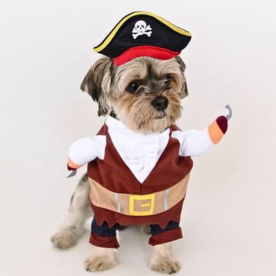 deguisement-pour-chien-petit