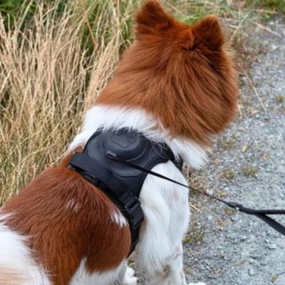 harnais-chien-promenade