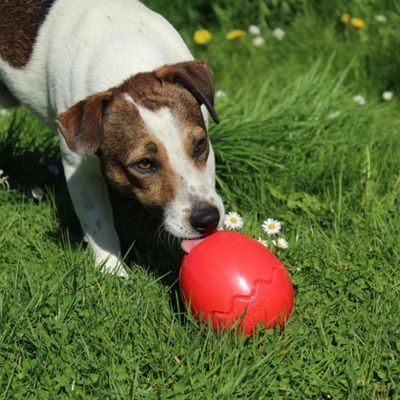 jeu-d-occupation-chien-divertissant