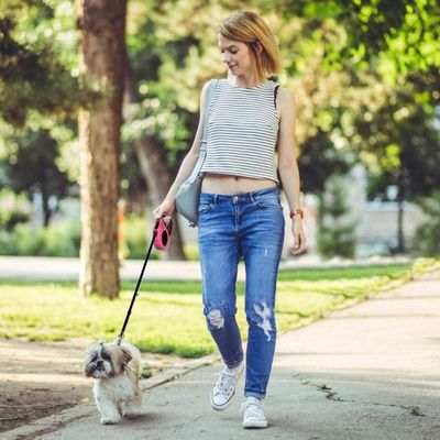 laisse-pour-chien-promenade
