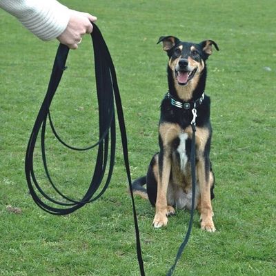 longe-chien-dressage