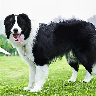 longe pour chien cable