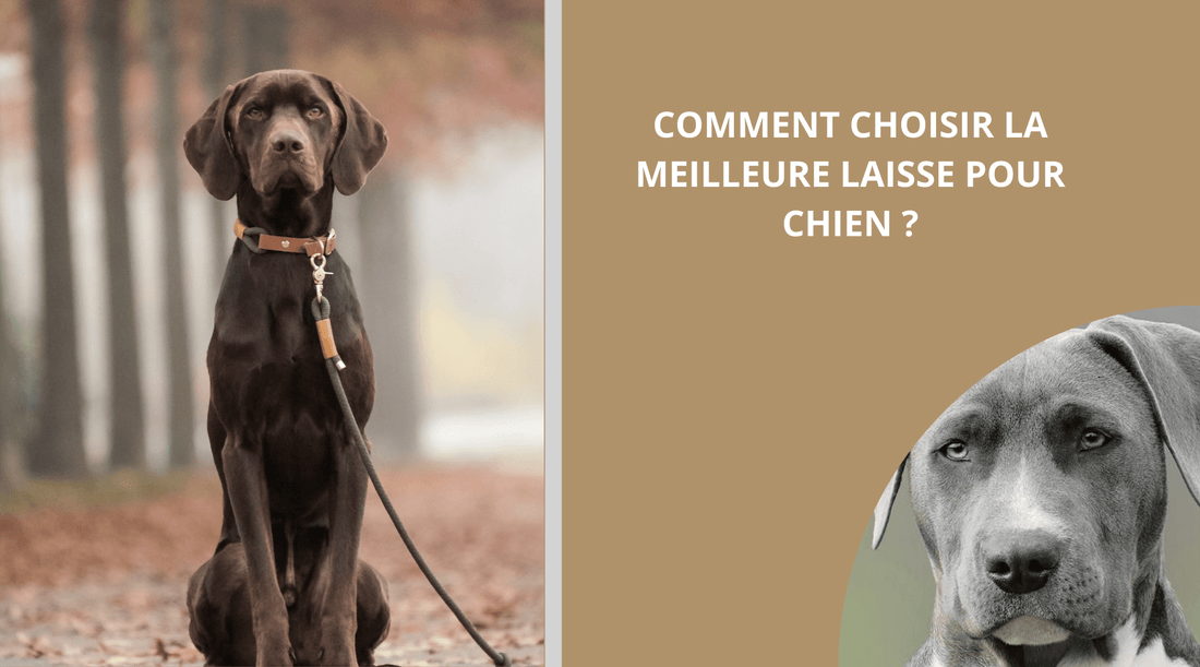 COMMENT-CHOISIR-LA-MEILLEURE-LAISSE-POUR-CHIEN 