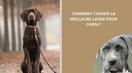 COMMENT-CHOISIR-LA-MEILLEURE-LAISSE-POUR-CHIEN 