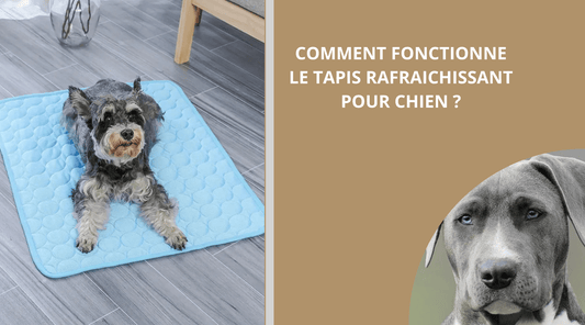 COMMENT FONCTIONNE LE TAPIS RAFRAICHISSANT POUR CHIEN ? - Wouf chien