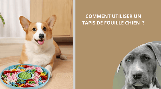 COMMENT UTILISER UN TAPIS DE FOUILLE CHIEN ? - Wouf chien