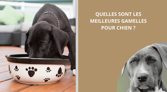 gamelle-chien-blog
