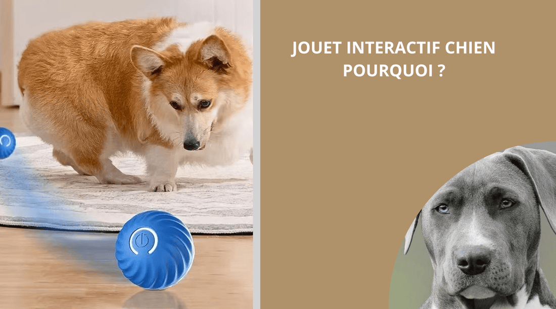 JOUET INTERACTIF CHIEN, POURQUOI? - Wouf chien