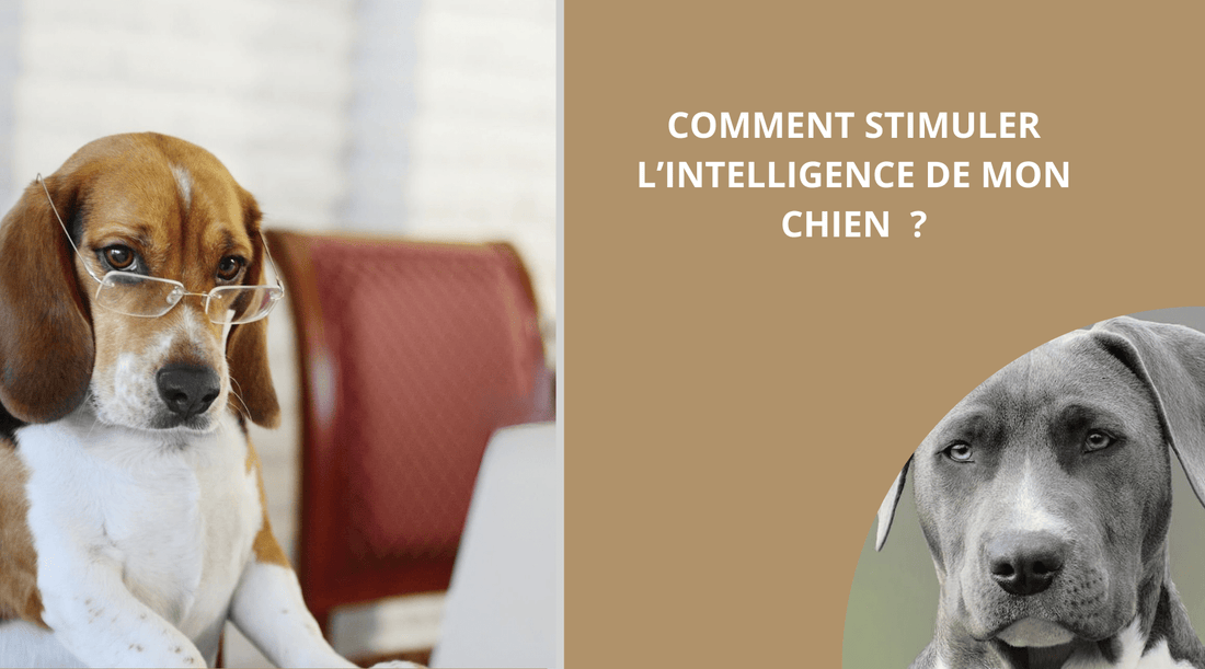 JOUET POUR CHIEN: COMMENT STIMULER L'INTELLIGENCE DE MON CHIEN ? - Wouf chien