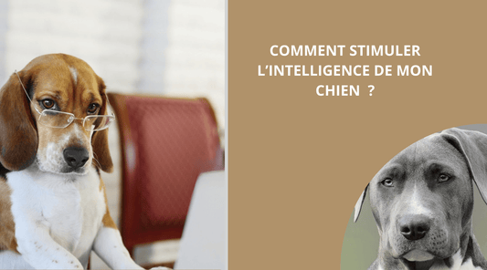 JOUET POUR CHIEN: COMMENT STIMULER L'INTELLIGENCE DE MON CHIEN ? - Wouf chien