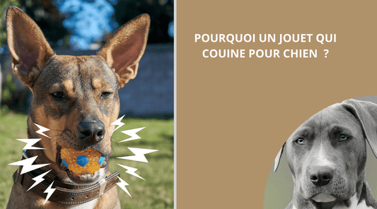 POURQUOI UN JOUET POUR CHIEN QUI COUINE ? - Wouf chien