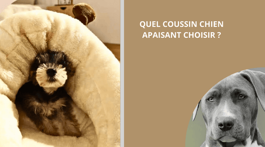 QUEL COUSSIN CHIEN APAISANT CHOISIR ? - Wouf chien