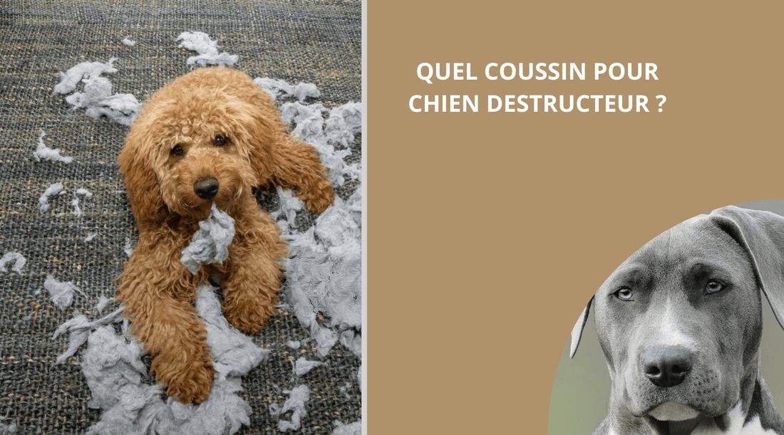QUEL COUSSIN POUR CHIEN DESTRUCTEUR? - Wouf chien