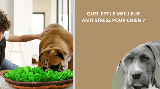 QUEL EST LE MEILLEUR ANTI STRESS POUR CHIEN ? - Wouf chien