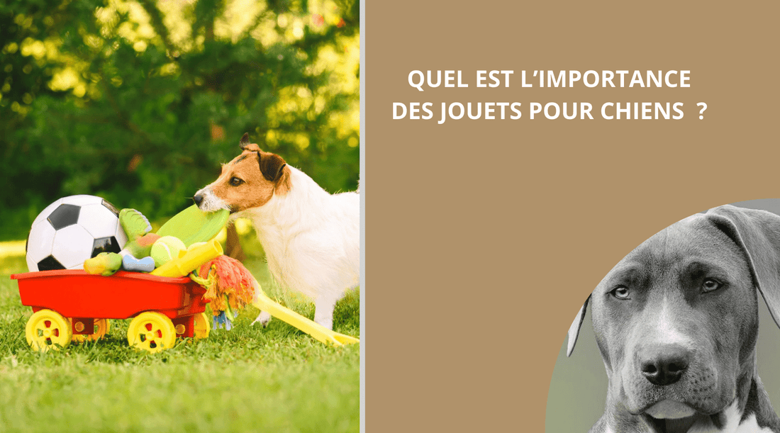 QUEL EST L'IMPORTANCE DES JOUETS POUR CHIENS ? - Wouf chien