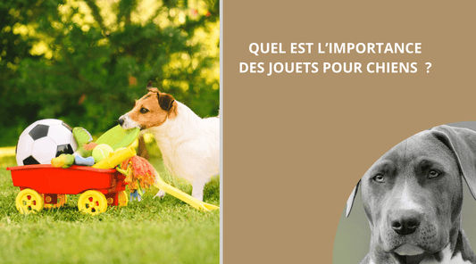 QUEL EST L'IMPORTANCE DES JOUETS POUR CHIENS ? - Wouf chien