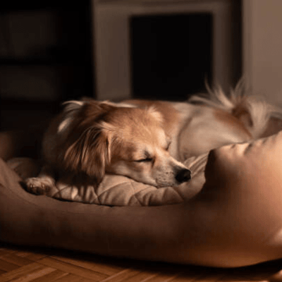 PANIER CHIEN - Wouf chien