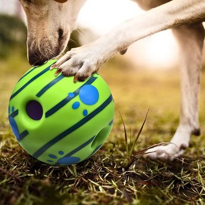 balle-chien-patte