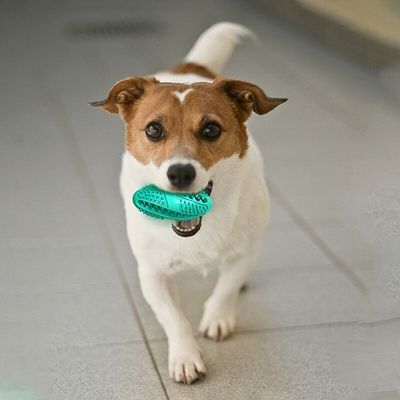 balle-interactive-chien-dents