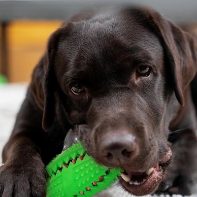 balle-interactive-chien-gruger