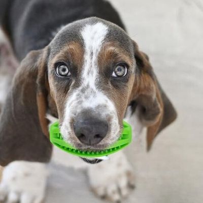 balle-interactive-chien-vert