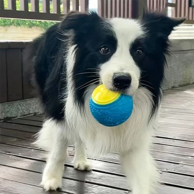 balle-pour-chien-bleu