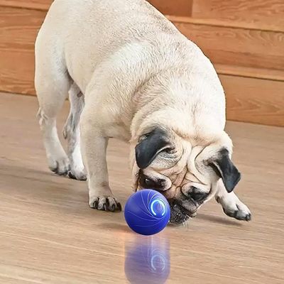 balle-pour-chien-bulldog