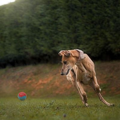 balle-pour-chien-course