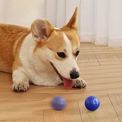 balle-pour-chien-curieux