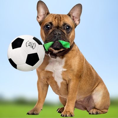 ballon-pour-chien-parc