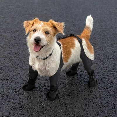 bottes-pour-chien-asphalte