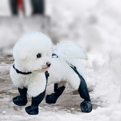 bottes-pour-chien-neige
