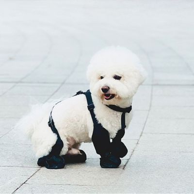 bottes-pour-chien-protege