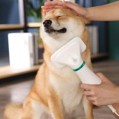 brosse-chien-massage