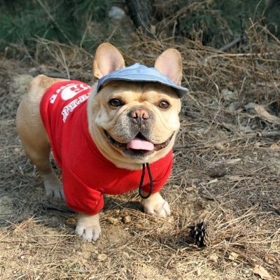 casquette-pour-chien-bleu