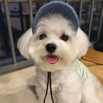 casquette-pour-chien-style