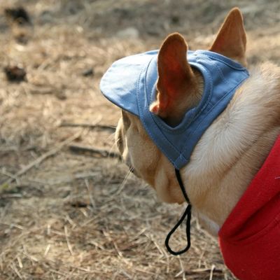 casquette-pour-chien-uv