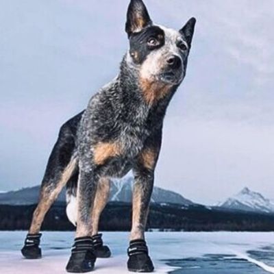 chaussure-pour-chien-noir