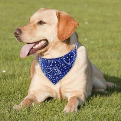collier-bandana-chien-bleu
