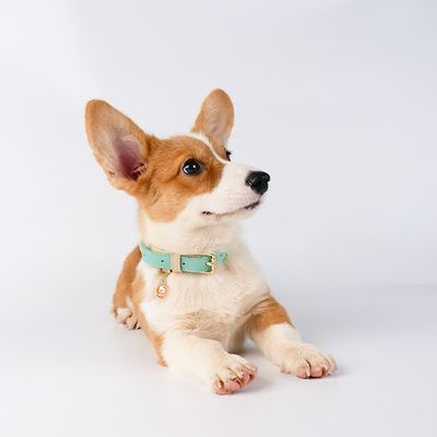 collier-chien-cuir-chiot