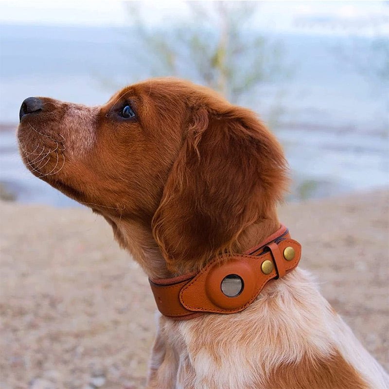 collier chien gps confort
