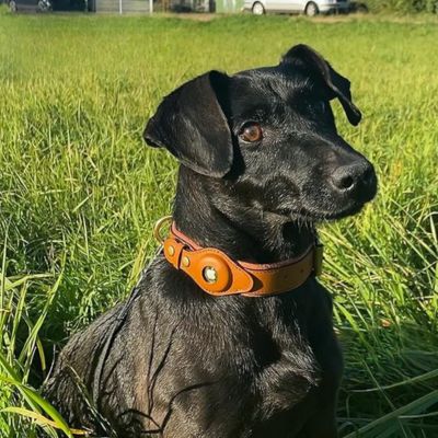 collier chien gps perte