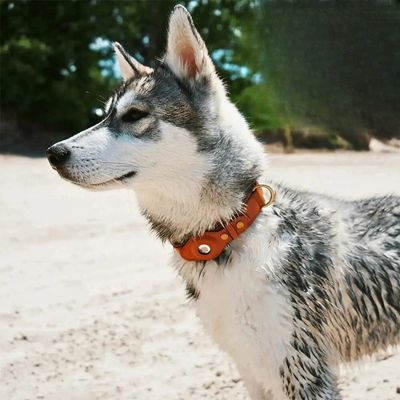 collier chien gps poils