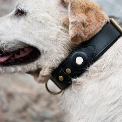 collier chien gps robuste