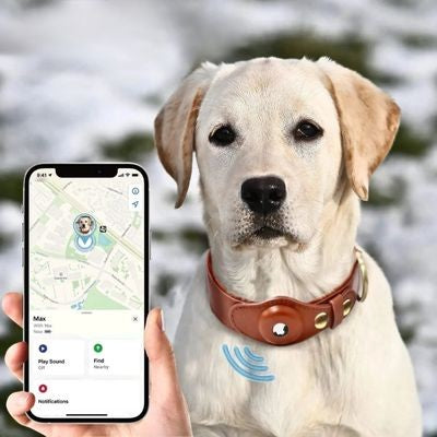 collier chien gps solide
