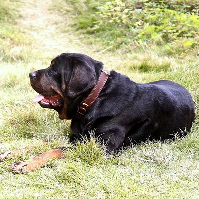 collier-cuir-chien-confort