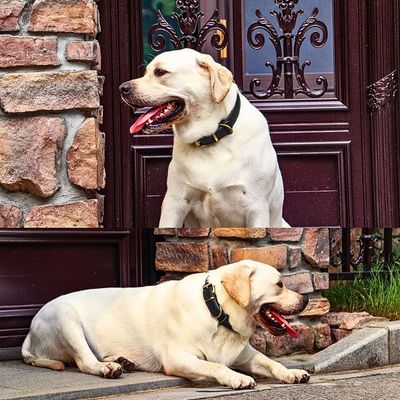 collier-cuir-chien-deux