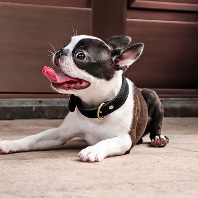 collier-cuir-chien-joli